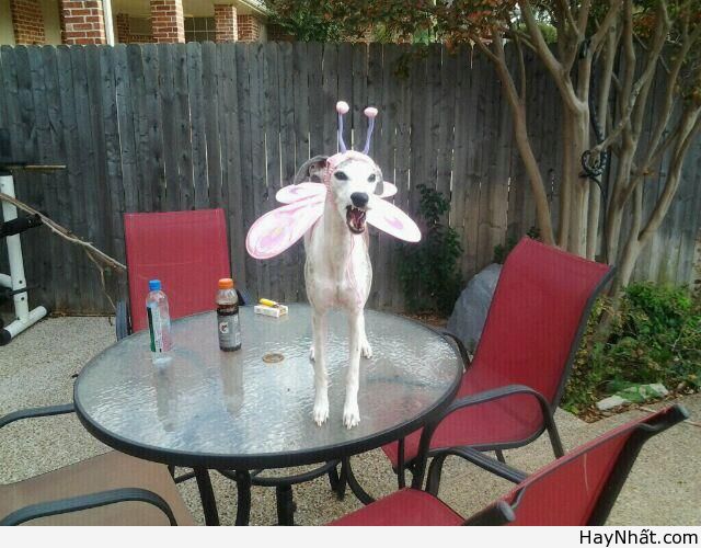 Cười té ghế với thú cưng cute 16