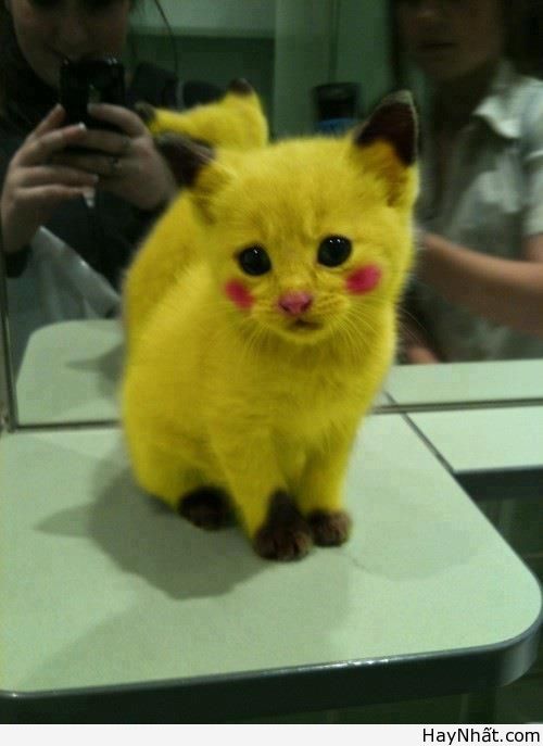 Cười té ghế với thú cưng cute 17