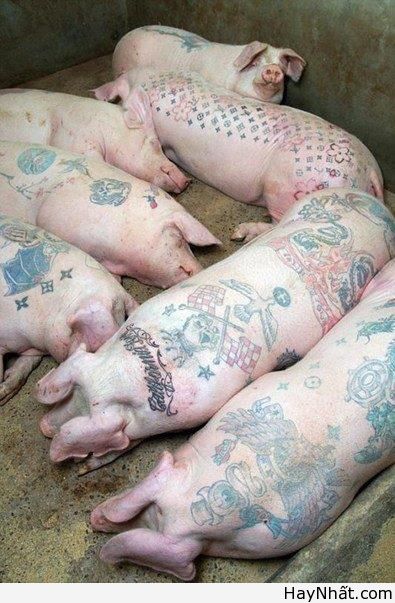 Cười té ghế với thú cưng cute 18