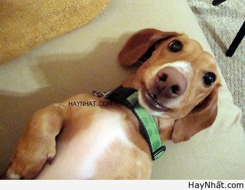 Cười té ghế với thú cưng cute 19