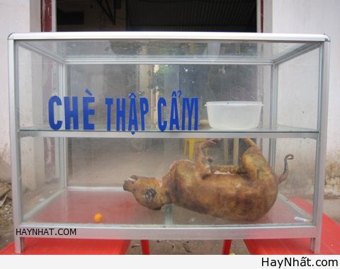 "Phong ba bão táp" trong tiếng Việt (P.1) 11