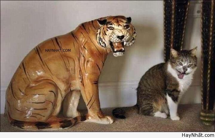 Cười bể bụng với động vật (Part 1) 10