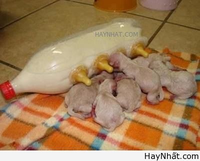 Cười bể bụng với động vật (Part 1) 11