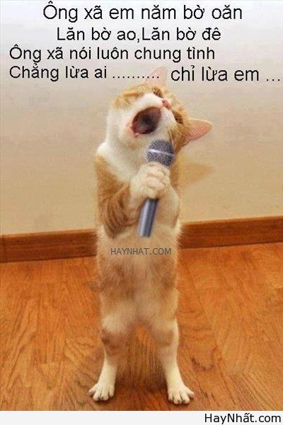 Cười bể bụng với động vật (Part 1) 12