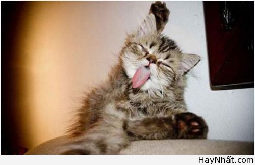 Hình Ảnh Hài Tháng 10/2012 19