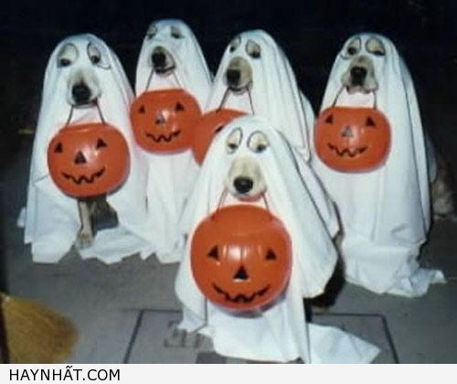 Hình Ảnh Halloween Cực Vui 17