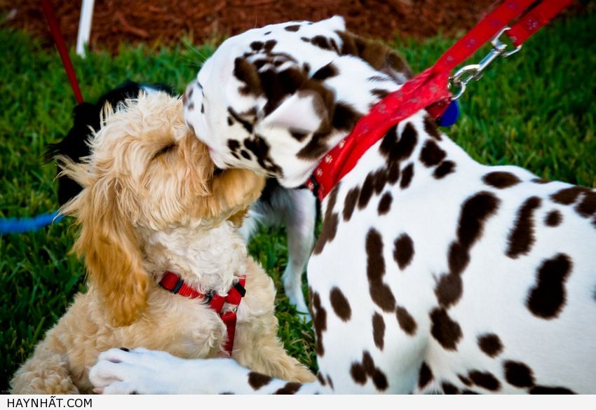 Những Nụ Hôn Không Thể Quên 27