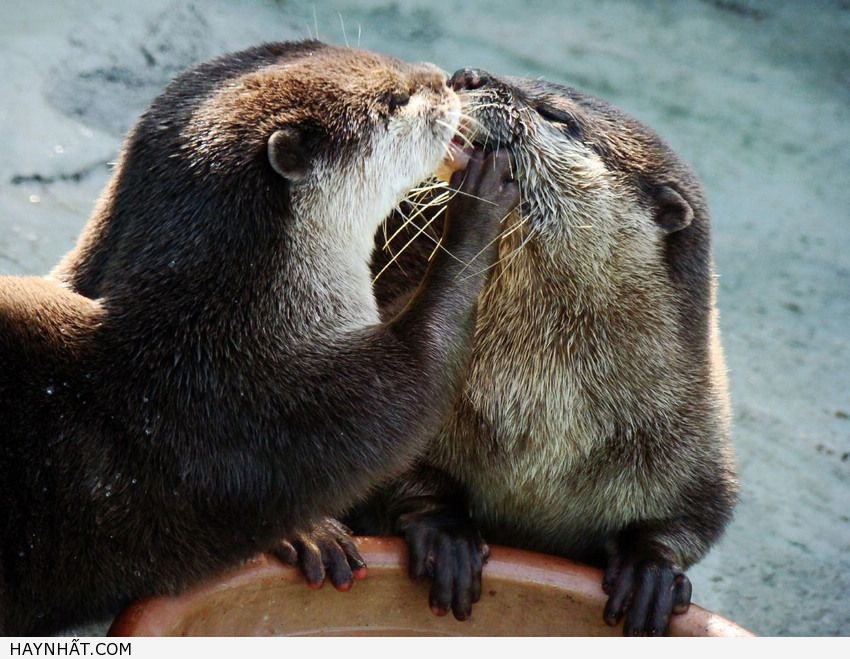 Những Nụ Hôn Không Thể Quên 18