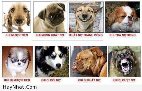 hinh-anh-vui-chuan-khoi-phai-chinh