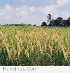 cau chuyen ve 2 hat lua cau chuyen ve 2 hat lua