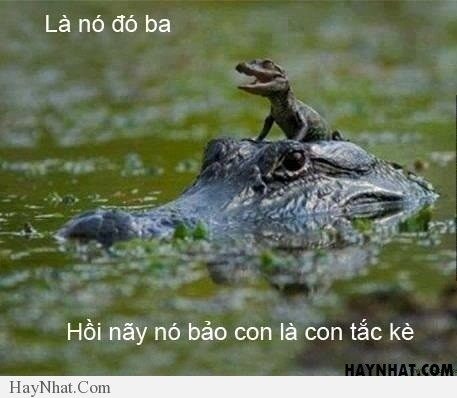 Hình ảnh vui tổng hợp 30313 33