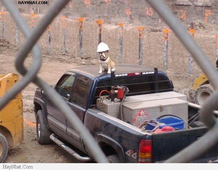 Hình ảnh vui tổng hợp 25313 32