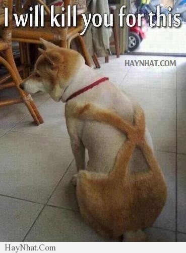 Hình ảnh vui tổng hợp 030413 31