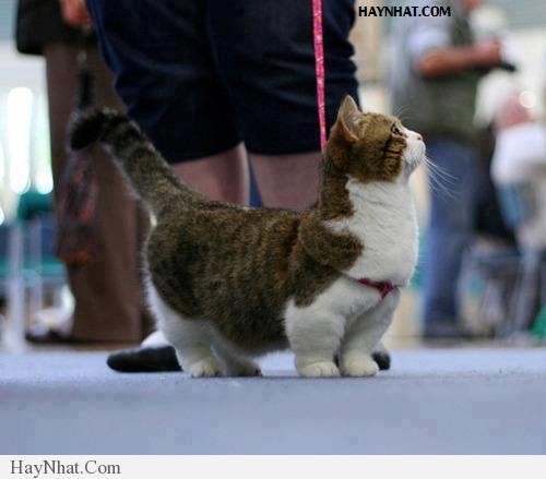 Hình ảnh hài hước tổng hợp 100413 34