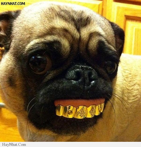 Hình ảnh hài hước tổng hợp 100413 35