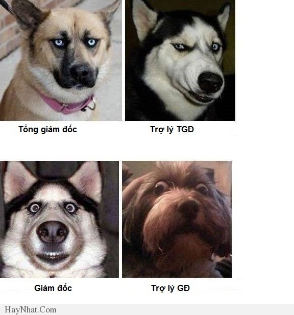 hinh anh vui van phong 2013