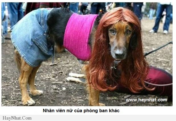 hinh anh vui van phong 2013