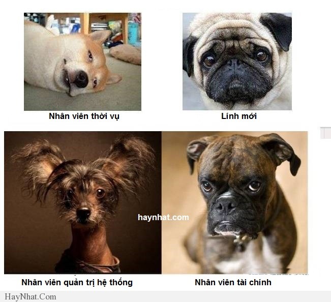 hinh anh vui van phong 2013