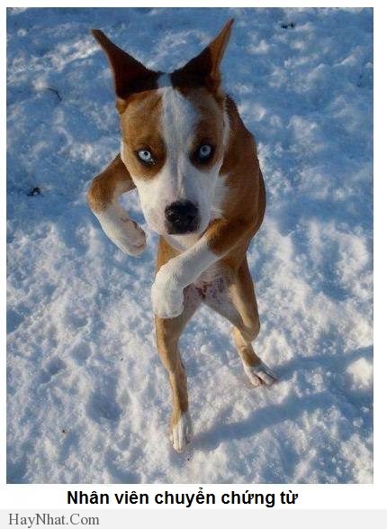 hinh anh vui van phong 2013