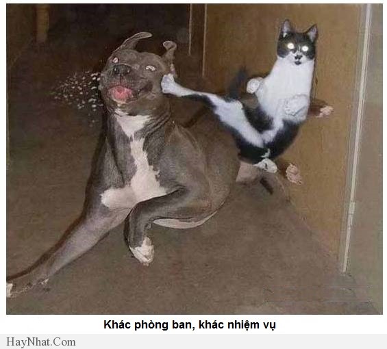 hinh anh vui van phong 2013