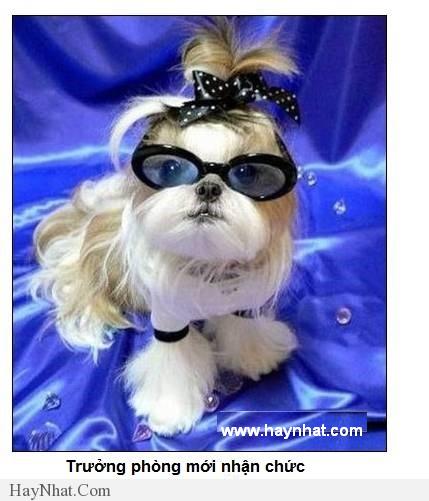 hinh anh vui van phong 2013