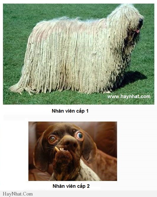 hinh anh vui van phong 2013