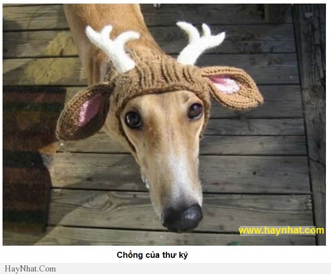 hinh anh vui van phong 2013