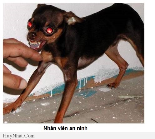 hinh anh vui van phong 2013