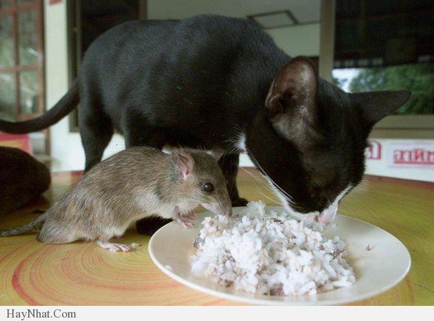 Những hình ảnh hài hước - 030513 32