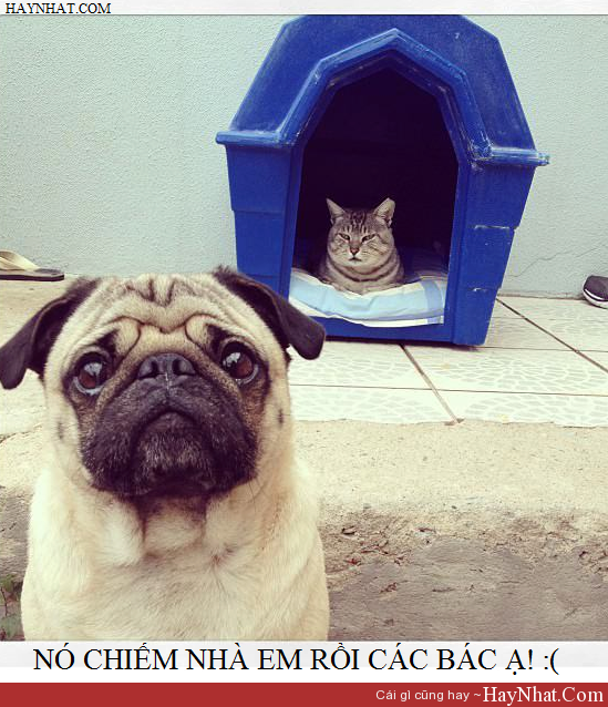 Hình ảnh hài hước 14513 9