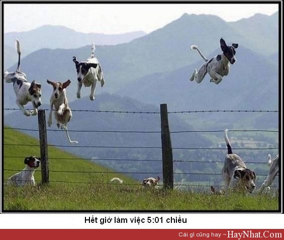 hinh anh vui het gio lam