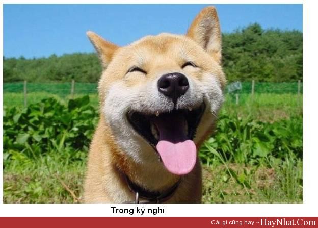 hinh anh vui ngay nghi le