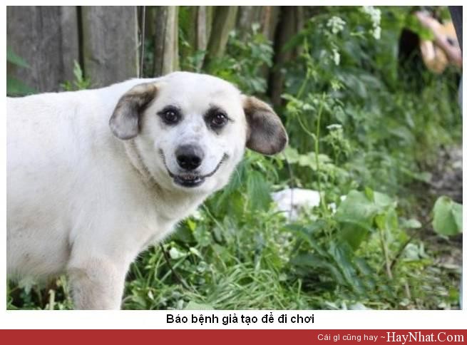 hinh anh vui nghi benh gia tao