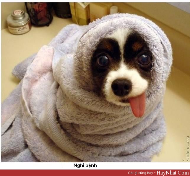 hinh anh vui nghi benh