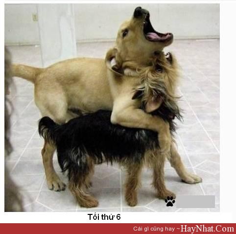 hinh anh vui toi thu 6