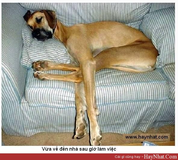 hinh anh vui ve nha sau gio lam viec