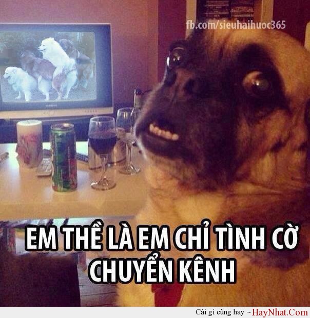 Album hình ảnh vui (60613) 12