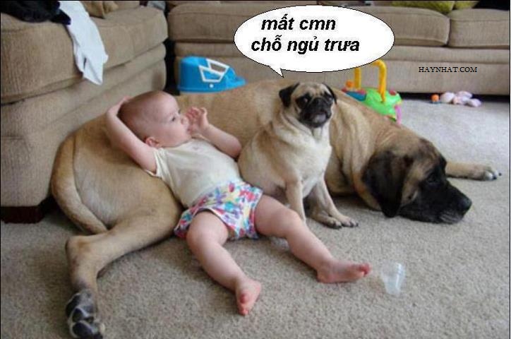 Album hình ảnh vui (40613) 11