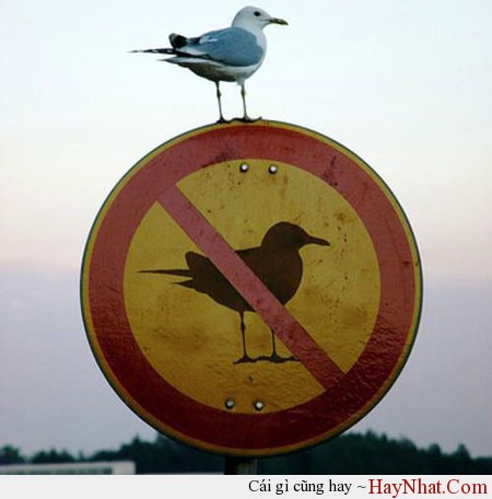 anh hai huoc 2013 2014