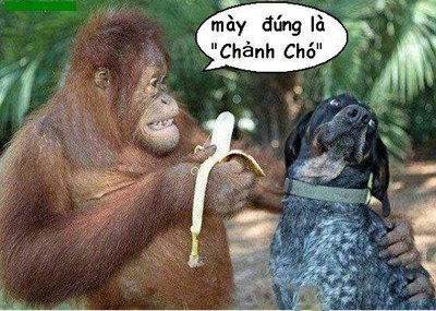 hinh anh vui chanh cho