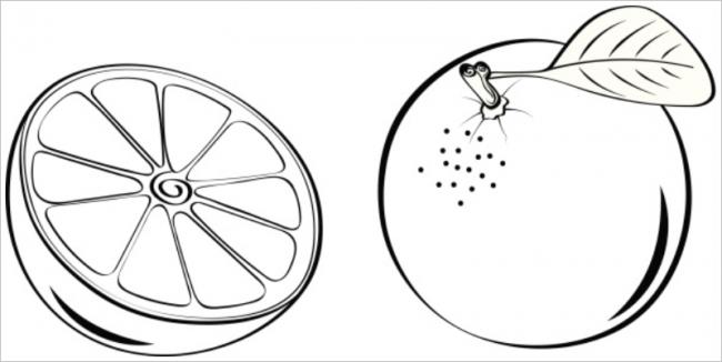 15+ Tranh tô màu trái cây đẹp mắt, dễ thương nhất 20 Tranh tô màu trái cây đẹp mắt, dễ thương nhất