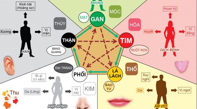 Lục phủ ngũ tạng