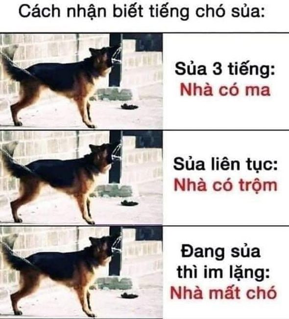 Ý nghĩa tiếng chó sủa