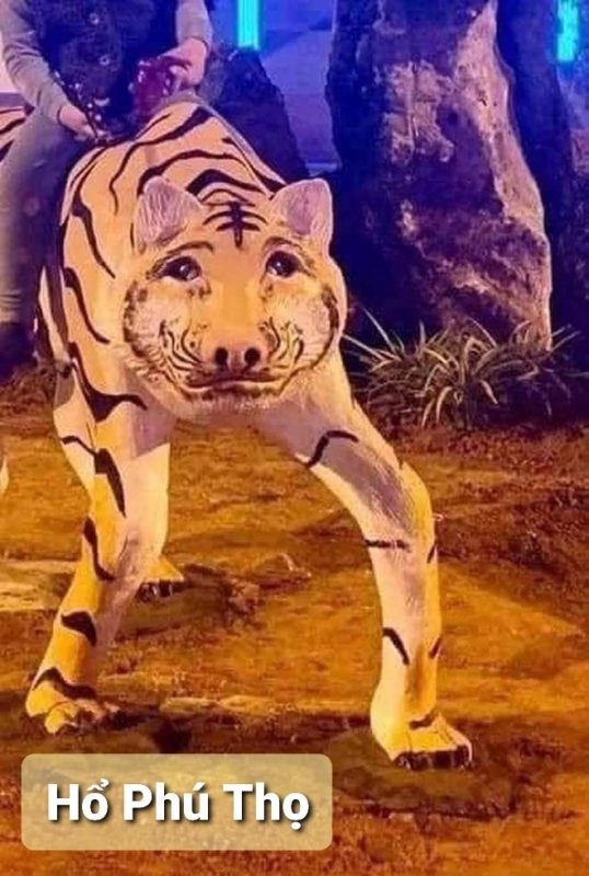 Chiêm ngưỡng Ông Hổ chào đón năm Nhâm Dần 2023 38