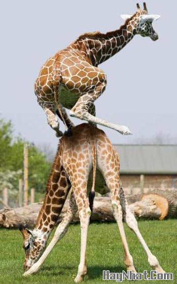 Hình vui, ảnh vui, Hưu cao cổ, Mèo