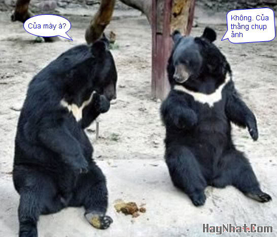 Ảnh vui, hình vui, tranh vui