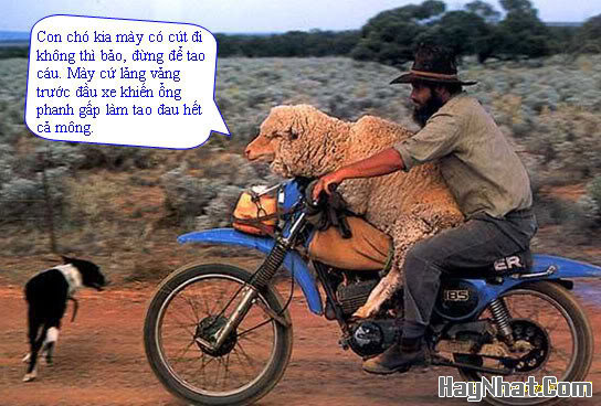 Ảnh Vui, Hình vui, Tranh vui