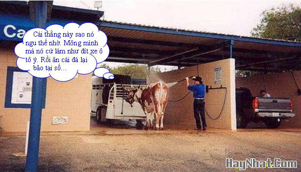 Ảnh Vui, Hình vui, Tranh vui