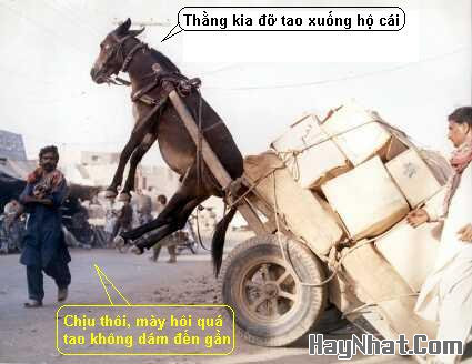 Đỡ tao cái, hinh vui, anh vui