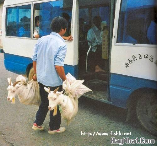 Ảnh Vui, Hình vui, Tranh vui